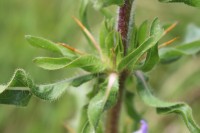 Hygrophila auriculata (Schumach.) Heine